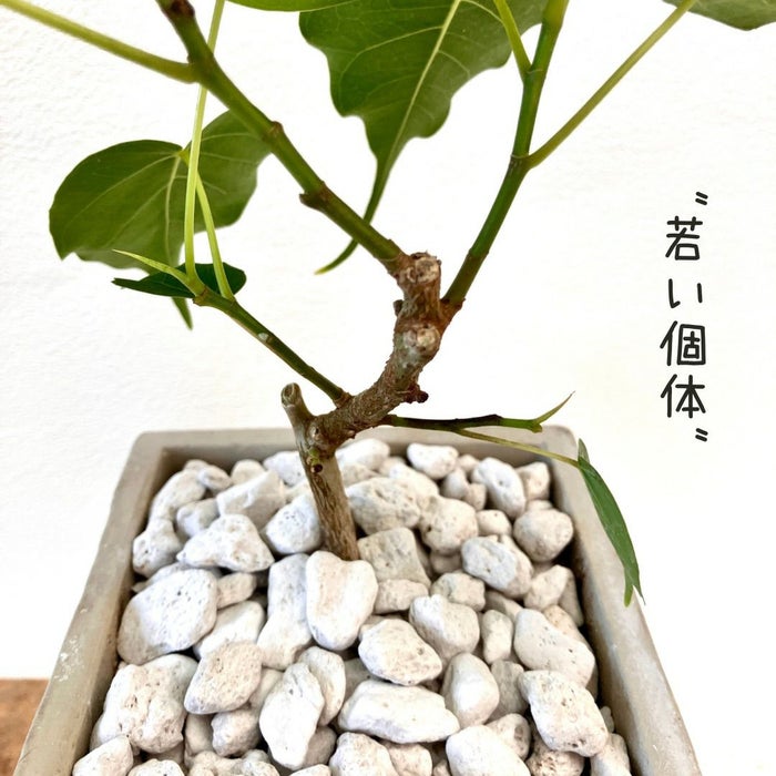 観葉植物現品販売