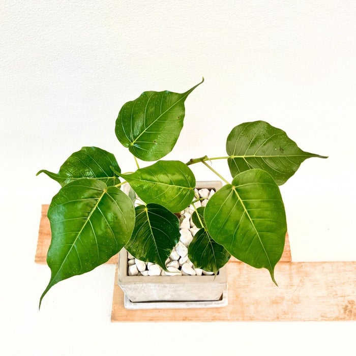 観葉植物現品販売