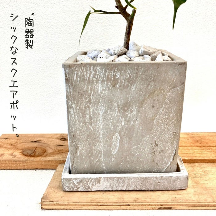観葉植物現品販売