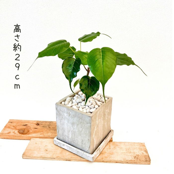 観葉植物現品販売