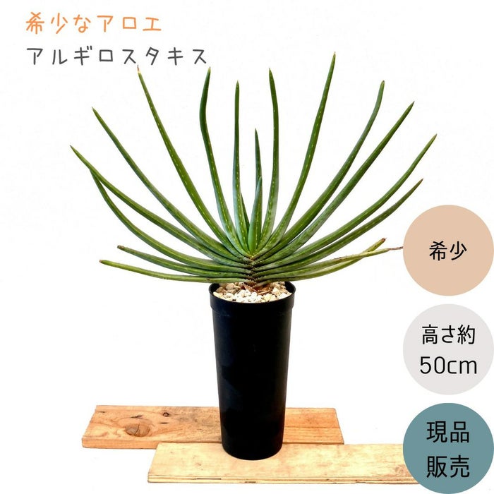 観葉植物現品販売