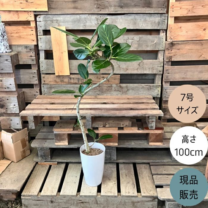 観葉植物現品販売