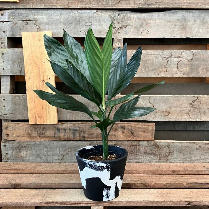 観葉植物 本物 【現品】 希少 テネラヤシ 『チャメドレア メタリカ
