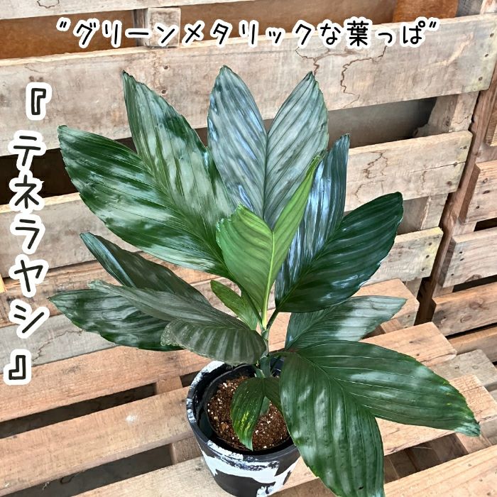 観葉植物現品販売