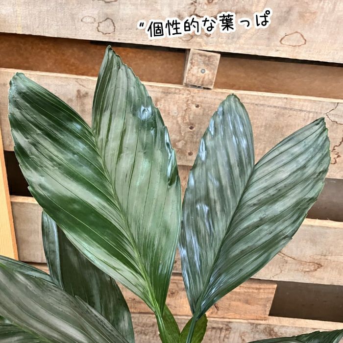 観葉植物現品販売