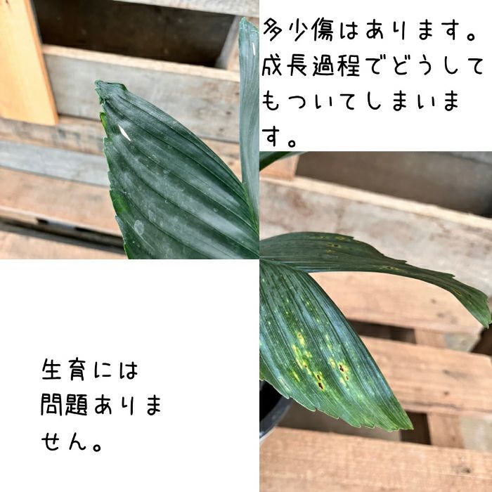 観葉植物現品販売