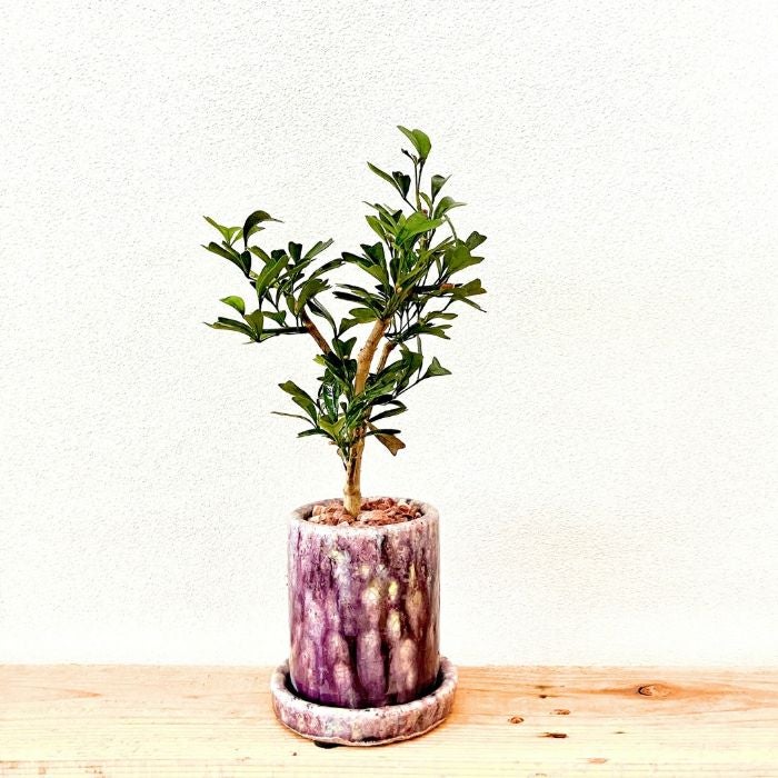 観葉植物現品販売