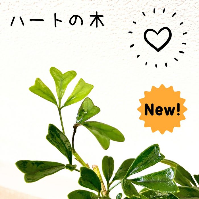 観葉植物現品販売