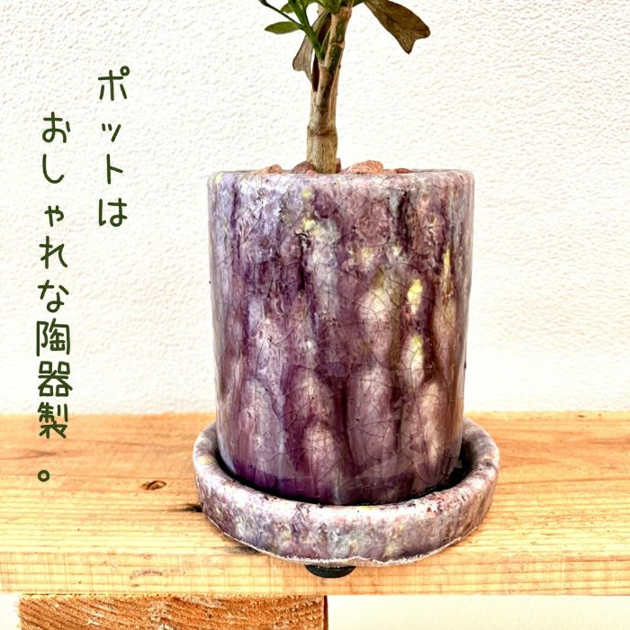 観葉植物現品販売