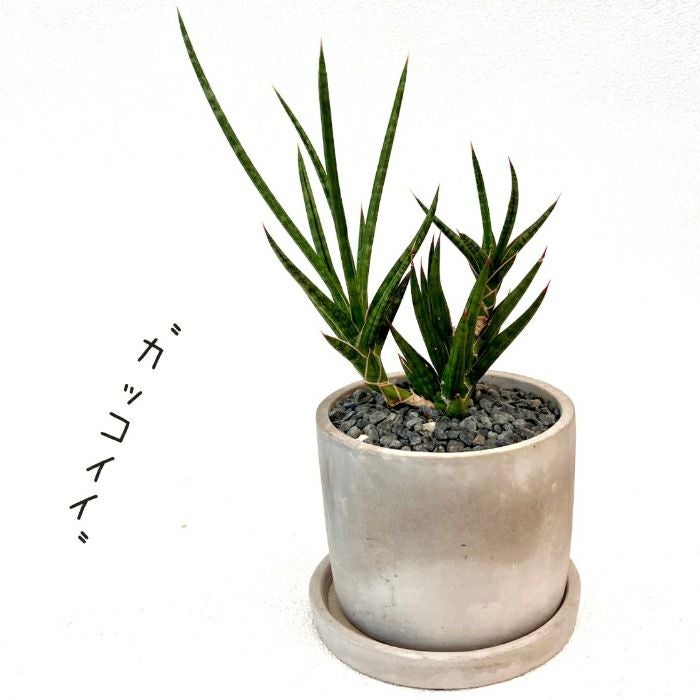 観葉植物現品販売