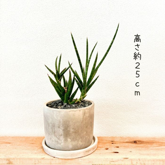 観葉植物現品販売