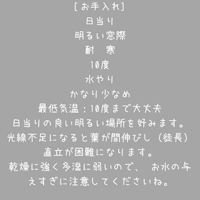 観葉植物現品販売