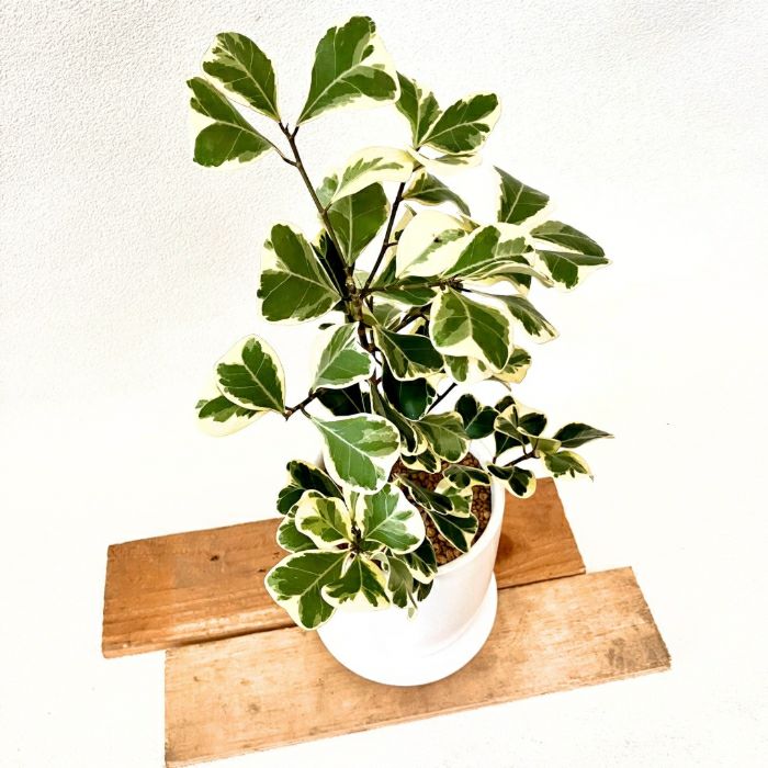 観葉植物現品販売