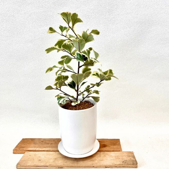 観葉植物現品販売