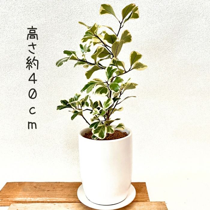 観葉植物現品販売