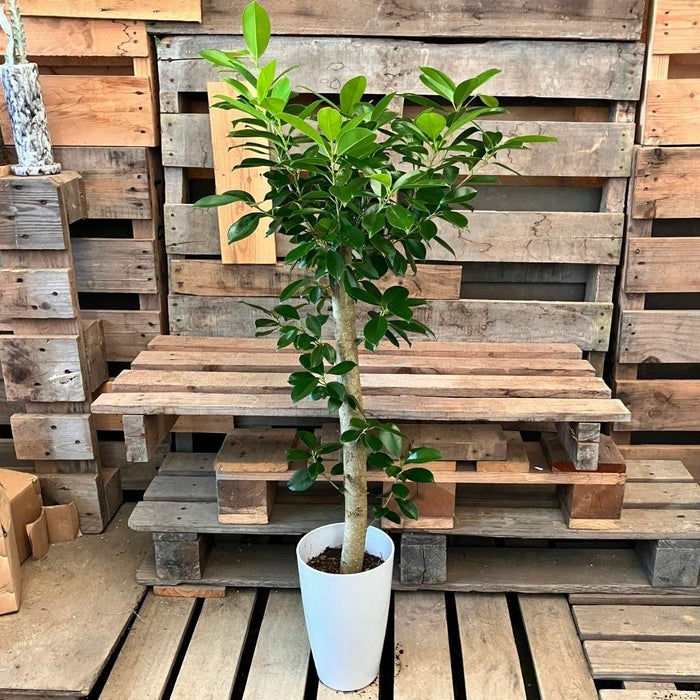 観葉植物現品販売