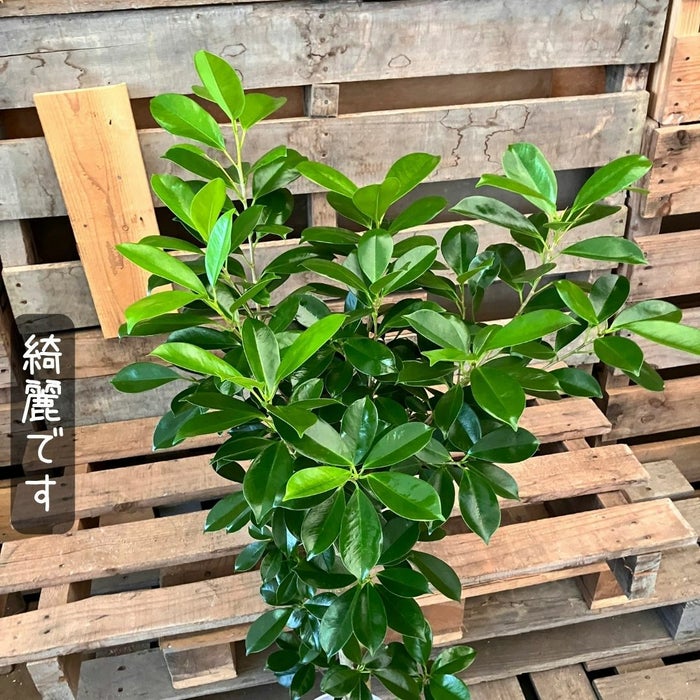 観葉植物現品販売