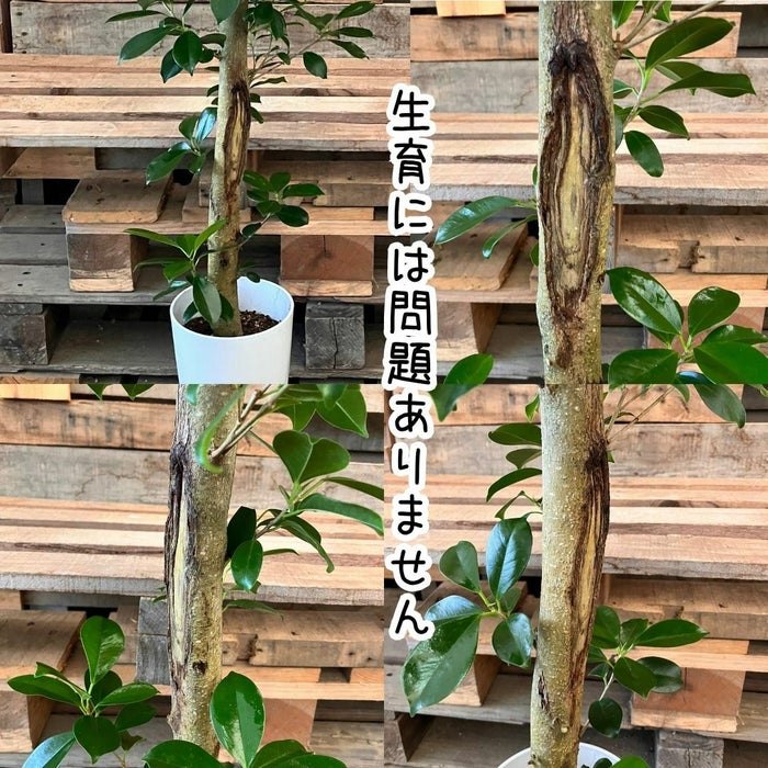 観葉植物現品販売