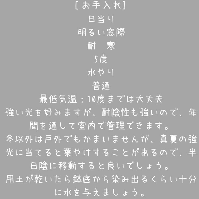 観葉植物現品販売