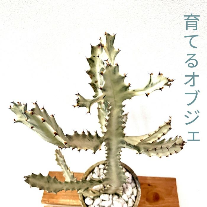 観葉植物現品販売