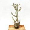 観葉植物現品販売