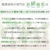 観葉植物現品販売