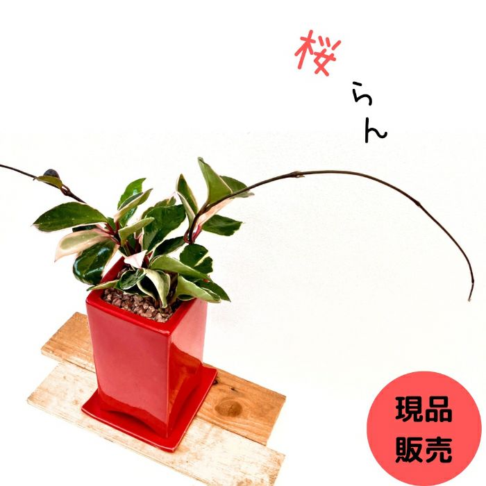 観葉植物現品販売
