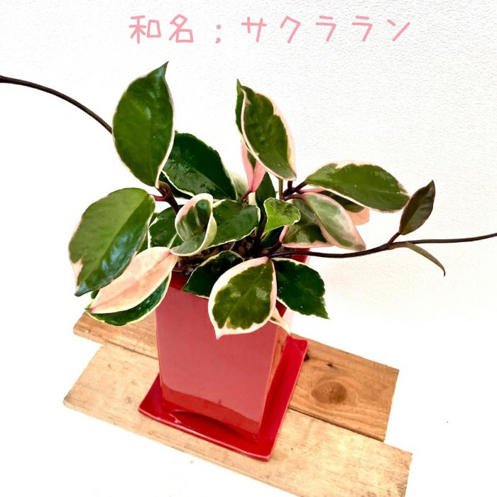 観葉植物現品販売