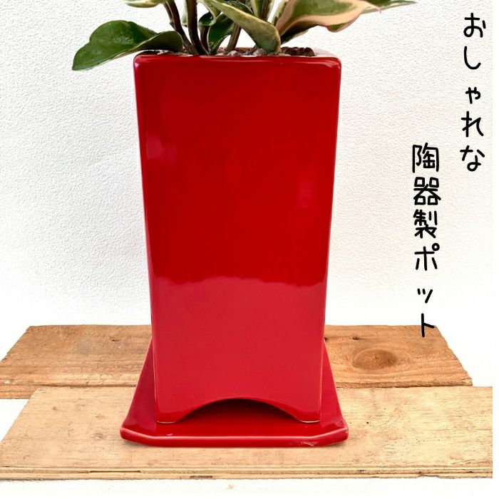 観葉植物現品販売