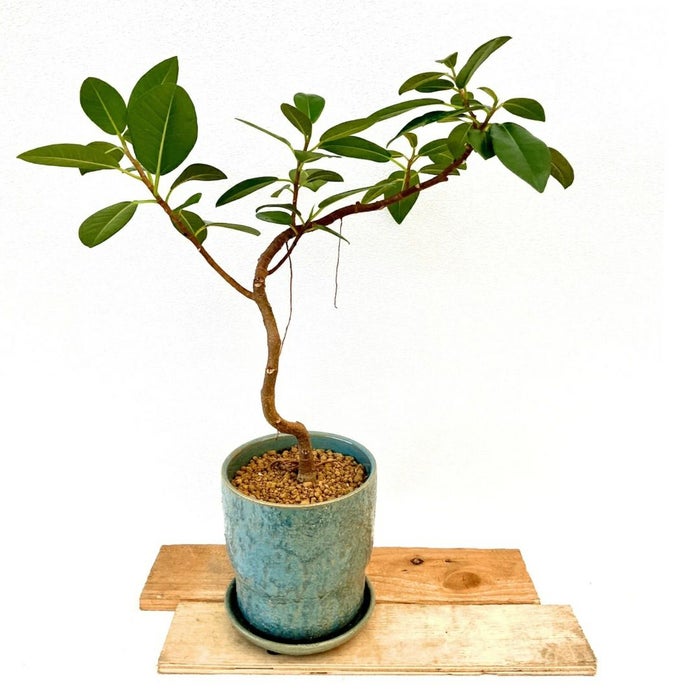 観葉植物現品販売