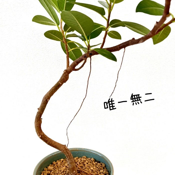 観葉植物現品販売