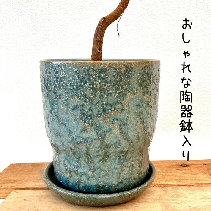 観葉植物現品販売