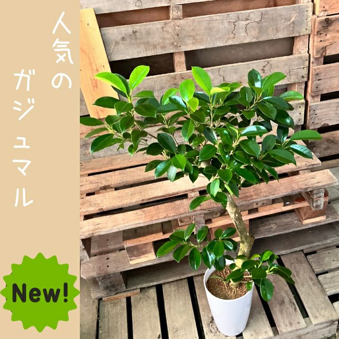 観葉植物現品販売