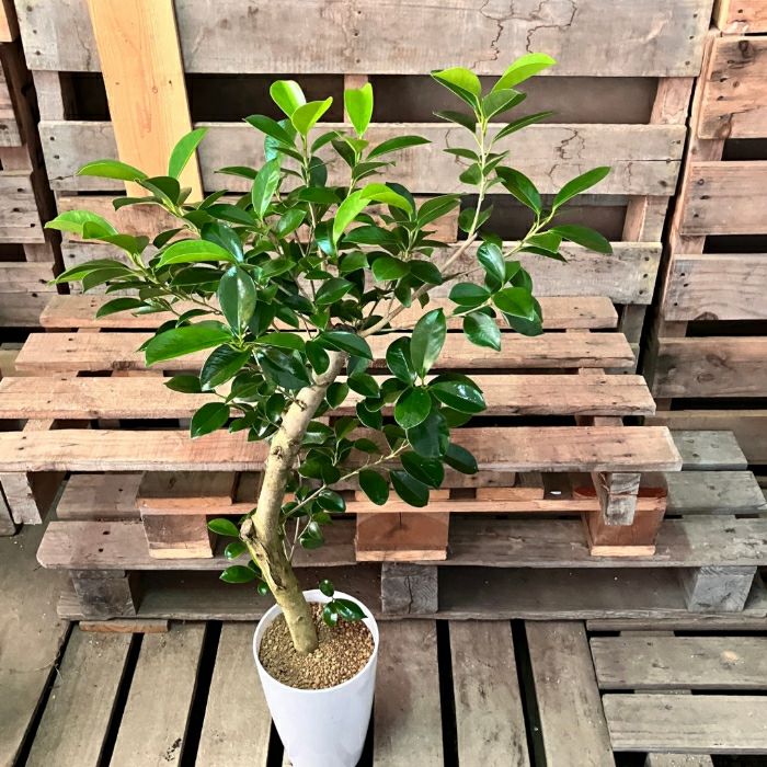 観葉植物現品販売