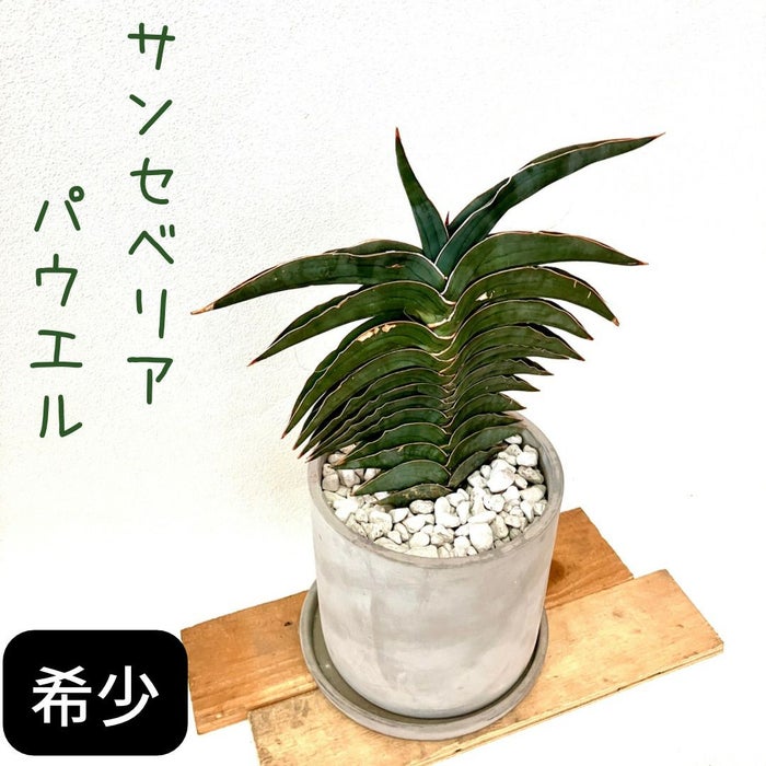 観葉植物現品販売