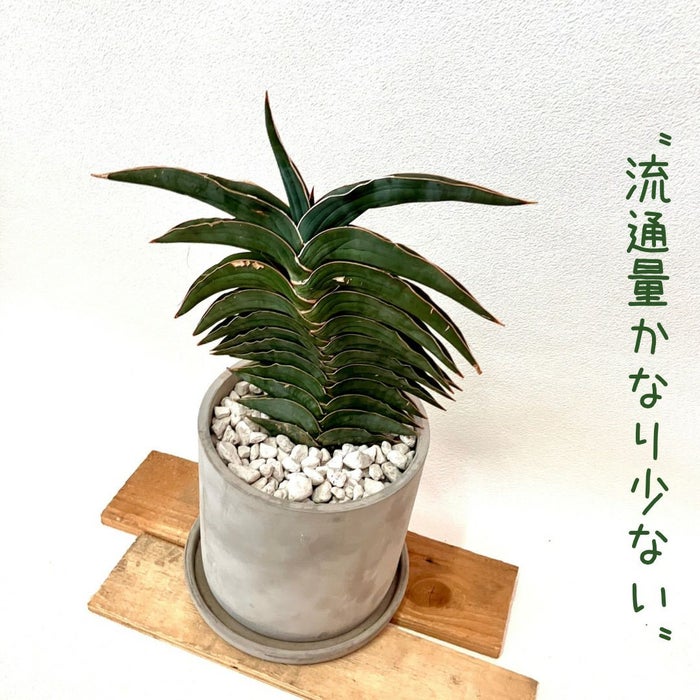 観葉植物現品販売