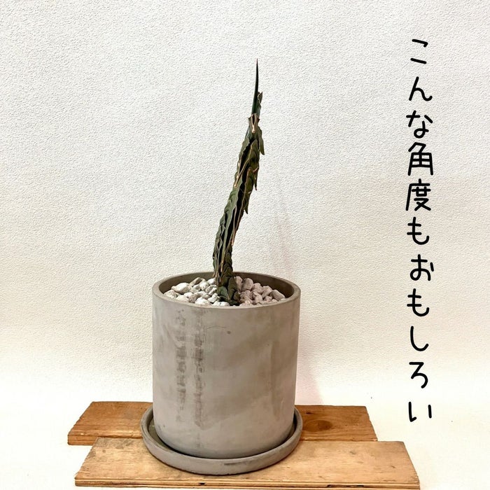 観葉植物現品販売