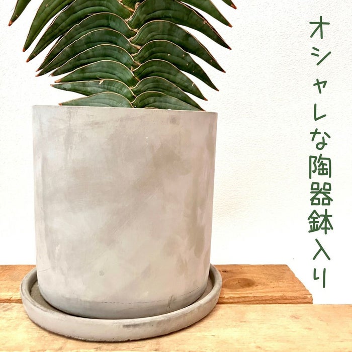 観葉植物現品販売