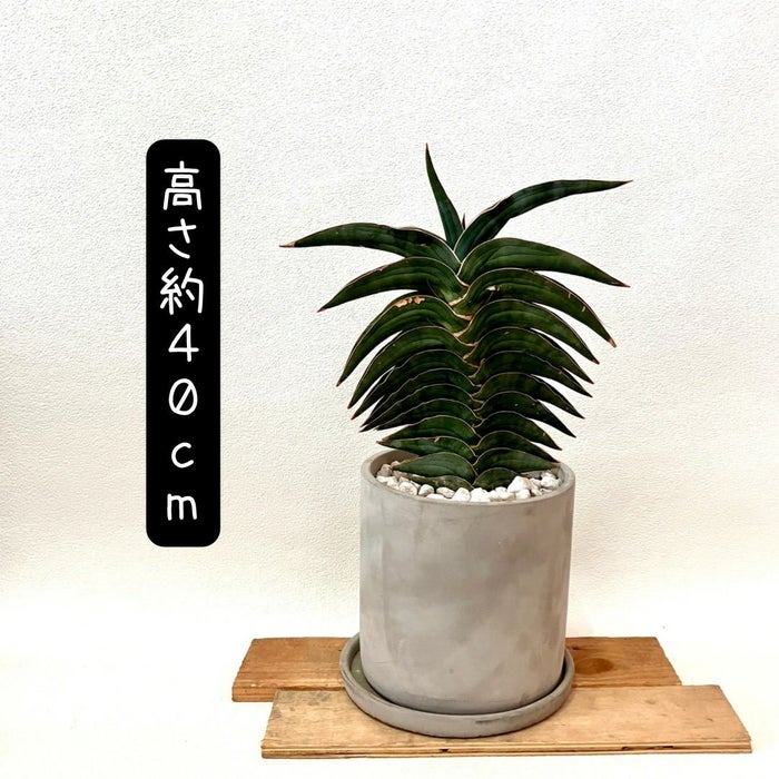 観葉植物現品販売