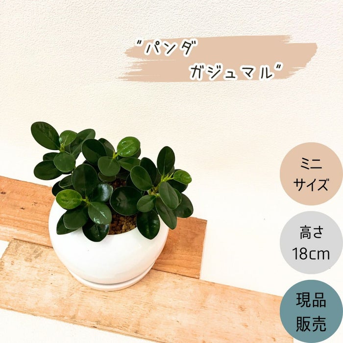 観葉植物現品販売