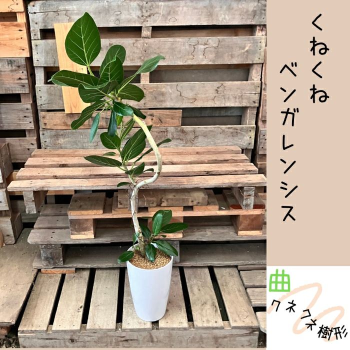 観葉植物現品販売