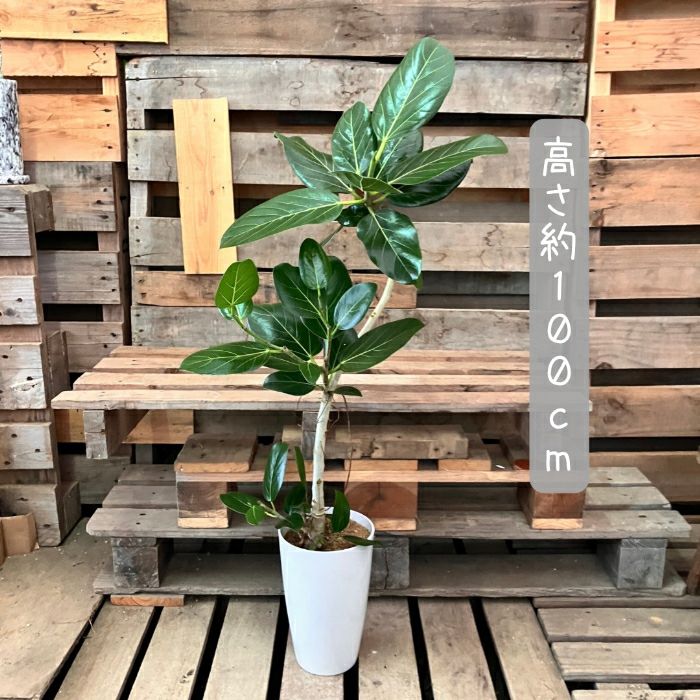 観葉植物現品販売
