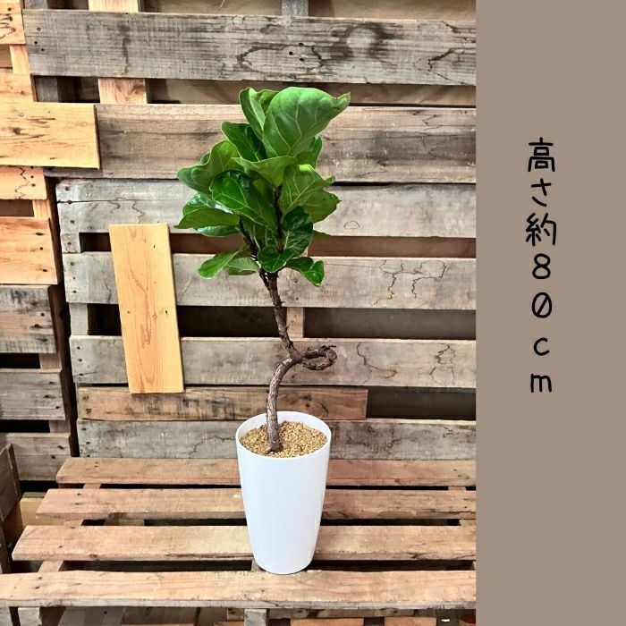 観葉植物現品販売