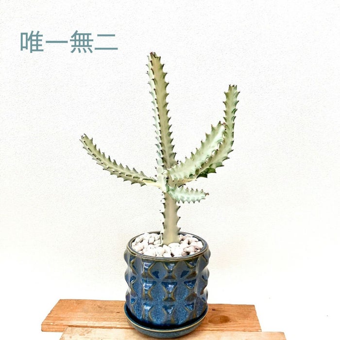 観葉植物現品販売