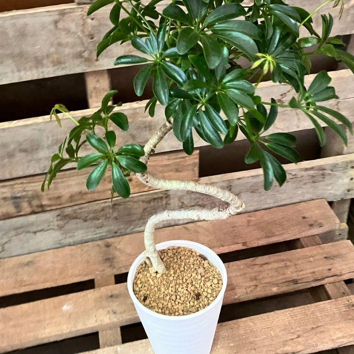 観葉植物現品販売