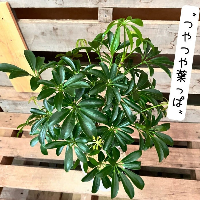 観葉植物現品販売