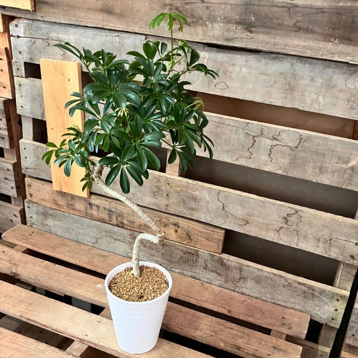 観葉植物現品販売