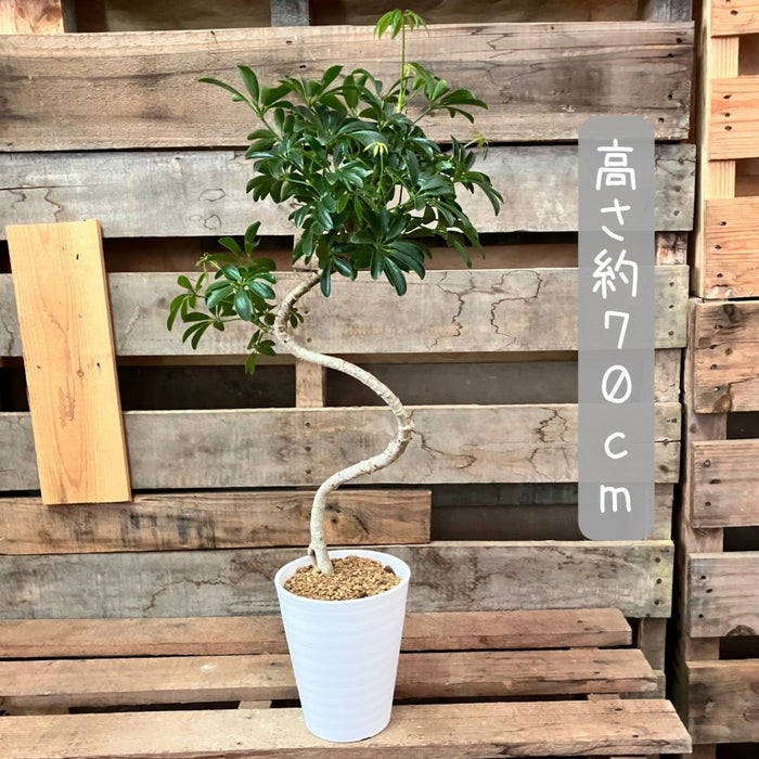 観葉植物現品販売