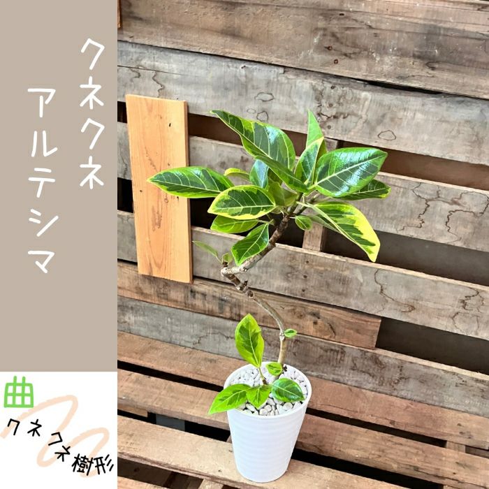 観葉植物現品販売