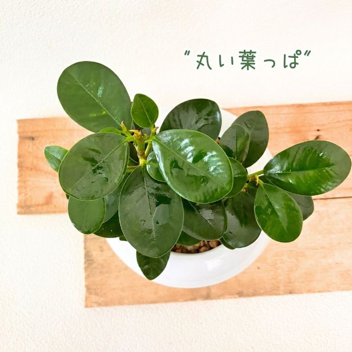 観葉植物現品販売